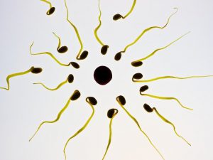 od czego zależy ilość spermy