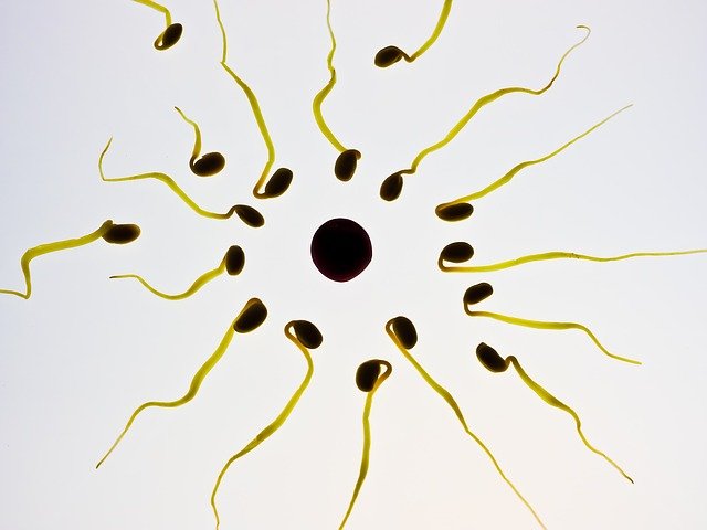 Domowe sposoby na zwiększenie ilości spermy